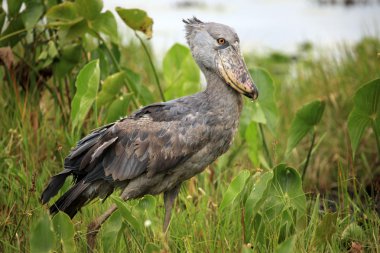 shoebill yaban - uganda, Afrika