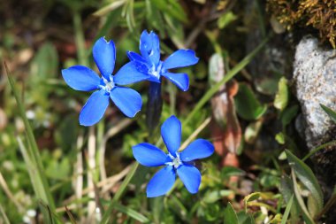 Alplerdeki çiçekler