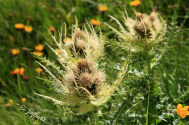 Alplerde bitki örtüsü