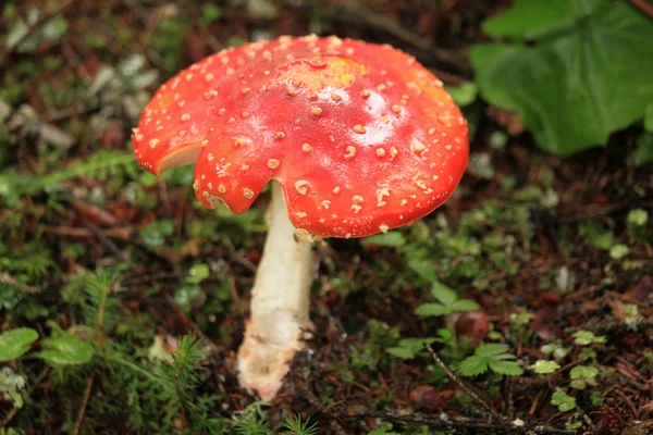 Roter Pilz — Stockfoto