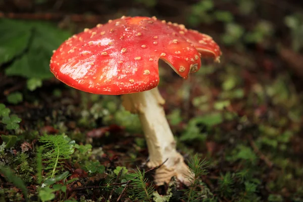 Roter Pilz — Stockfoto