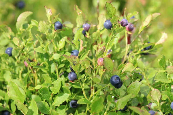 Biologische wilde bosbes — Stockfoto