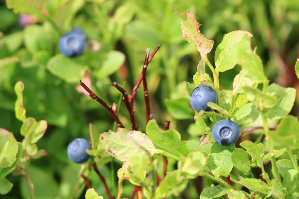 有机野生蓝莓 — 图库照片