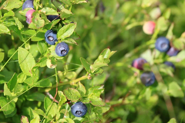 Biologische wilde bosbes — Stockfoto