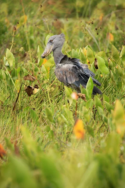 Shoebill в дикій природі - Уганда, Африка — стокове фото