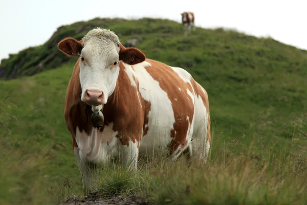 Vaca em Áustria — Fotografia de Stock