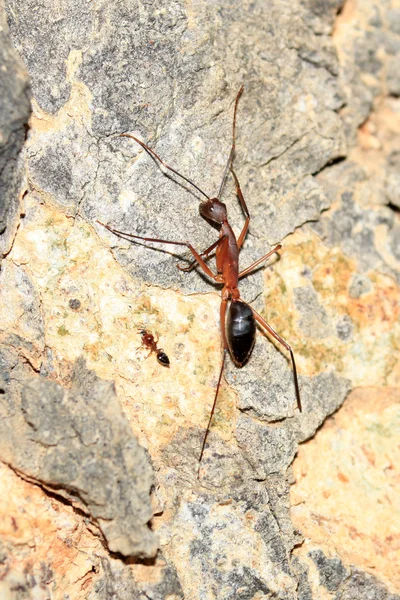 Insekt, Afrika — Stockfoto