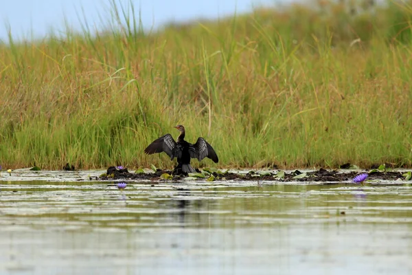 Vida silvestre - Humedales de Bisina - Uganda, África — Foto de Stock