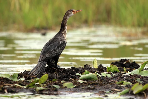 Djurliv - bisina våtmarker - uganda, Afrika — Stockfoto