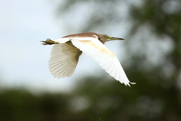 Vida silvestre - Humedales de Bisina - Uganda, África — Foto de Stock