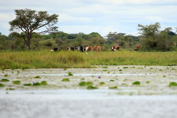 Αγελάδες - Ουγκάντα, Αφρική — Φωτογραφία Αρχείου