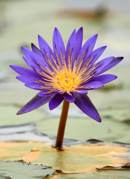 Tropische bloem - Oeganda, Afrika — Stockfoto