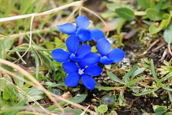 Flowers in The Alps — Stock Photo, Image