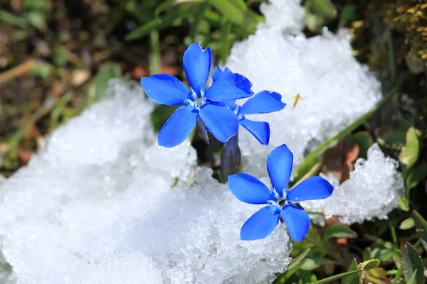 Flowers in The Alps — Stock Photo, Image