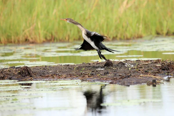 Дикая природа - Bisina Wetlands - Уганда, Африка — стоковое фото