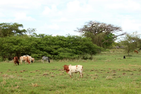 奶牛-乌干达、 非洲 — 图库照片