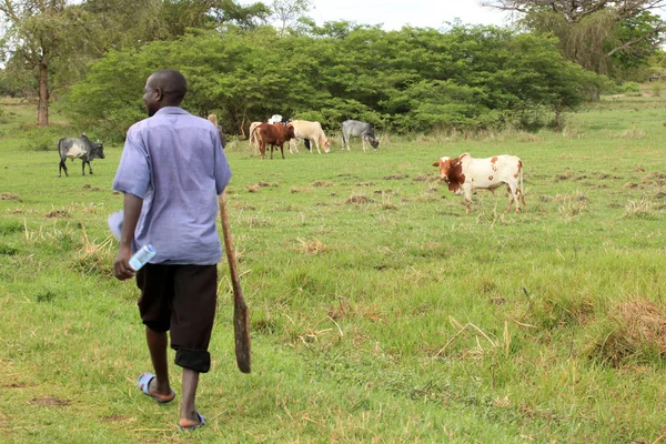 Krávy - uganda, Afrika — Stockfoto