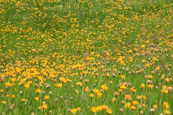 Prairie de fleurs dans les Alpes — Photo