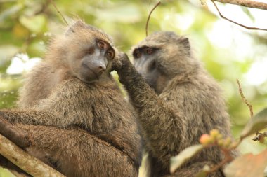 Zeytin baboon - bigodi sulak - uganda, Afrika
