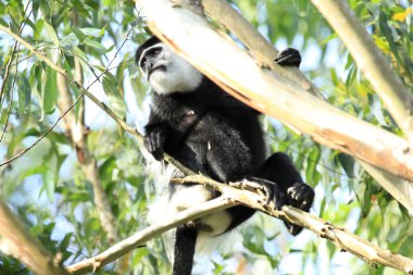 siyah ve beyaz colobus - bigodi sulak - uganda, Afrika