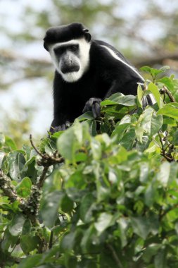 siyah ve beyaz colobus - bigodi sulak - uganda, Afrika