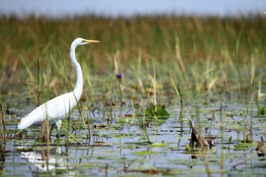 büyük beyaz ak balıkçıl - göl opeta - uganda, Afrika