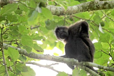 mangabey - bigodi sulak - uganda, Afrika gri yanaklı