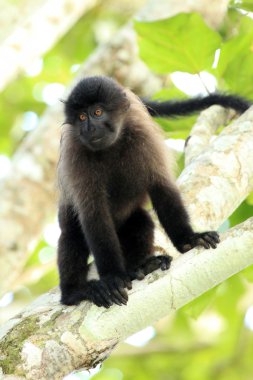 mangabey - bigodi sulak - uganda, Afrika gri yanaklı
