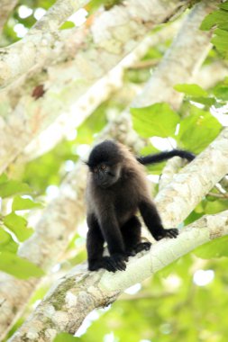 mangabey - bigodi sulak - uganda, Afrika gri yanaklı