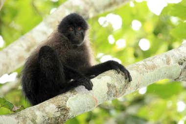mangabey - bigodi sulak - uganda, Afrika gri yanaklı