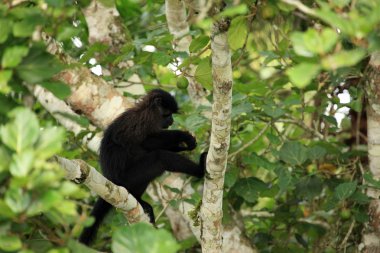 mangabey - bigodi sulak - uganda, Afrika gri yanaklı