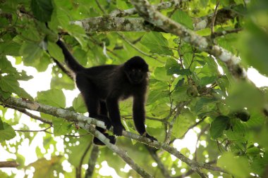 mangabey - bigodi sulak - uganda, Afrika gri yanaklı