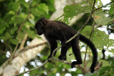 mangabey - bigodi sulak - uganda, Afrika gri yanaklı