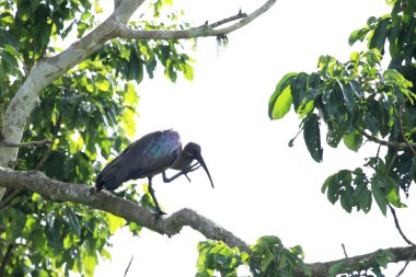 hadada Ibis - bigodi sulak - uganda, Afrika