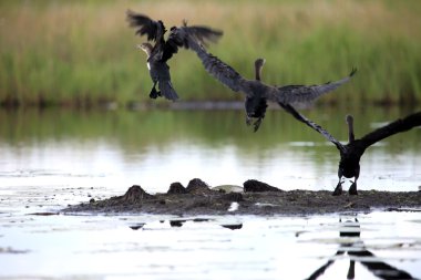 karabatak - göl anapa - uganda, Afrika