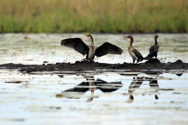 karabatak - göl anapa - uganda, Afrika