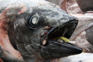 balık kafası - tsukiji Balık pazarı, tokyo, Japonya