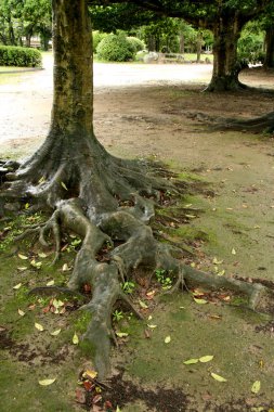 Hiroşima Kalesi, Hiroşima, Japonya