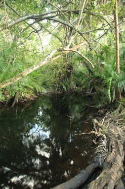 Jungle - bigodi bataklık - uganda