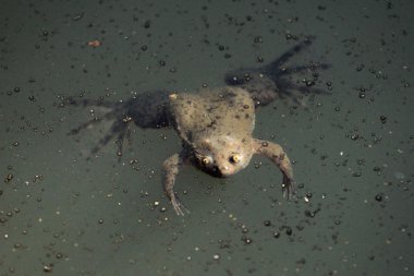 Kurbağa - bigodi sulak - uganda, Afrika