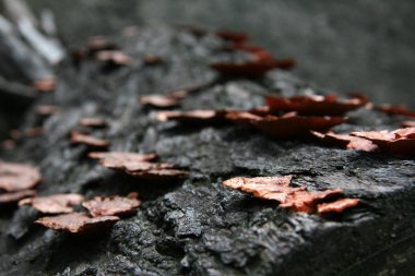 Kurbağa tabure - mt misen, miyajima, Japonya