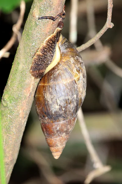 Riesenschnecke - bigodi feuchtgebiete - uganda, afrika — Stockfoto