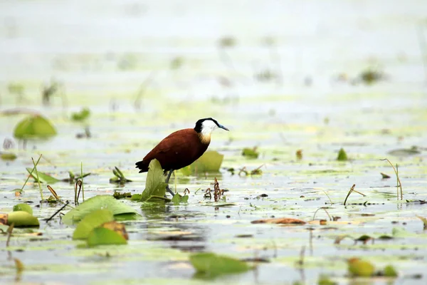 Uccello africano di Jacana - Lago Opeta - Uganda, Africa — Foto Stock