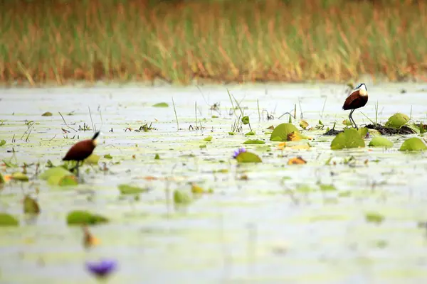 Africano Jacana Bird - Lago Opeta - Uganda, África — Fotografia de Stock