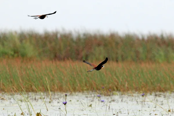 Aves Jacana Africana - Lago Opeta - Uganda, África —  Fotos de Stock