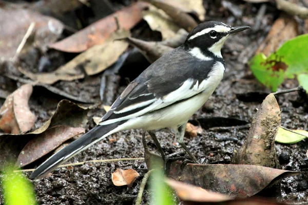 Pied Konipas africký - bigodi mokřady - uganda, Afrika — Stock fotografie