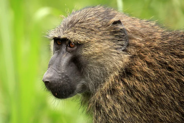 Olijf baviaan - bigodi wetlands - Oeganda, Afrika — Stockfoto