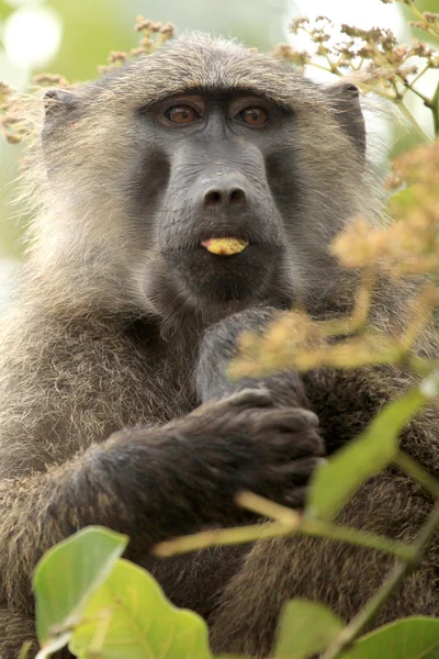 Olive Baboon - Humedales Bigodi - Uganda, África —  Fotos de Stock