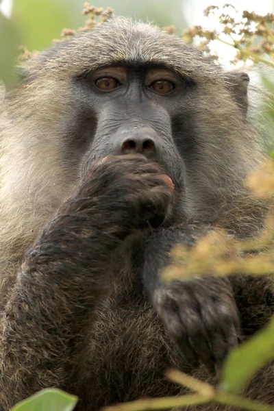 Babbuino d'oliva - Bigodi Wetlands - Uganda, Africa — Foto Stock