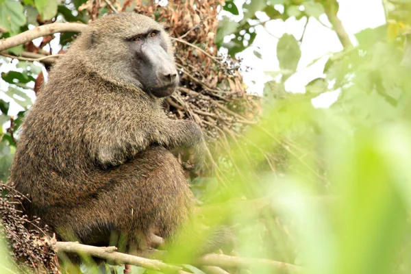 Olive Baboon - Bigodi Wetlands - Uganda, Africa — Stock Photo, Image